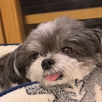 犬がずっと体を舐めているのは大丈夫？　考えられる理由と気になるサインとは
