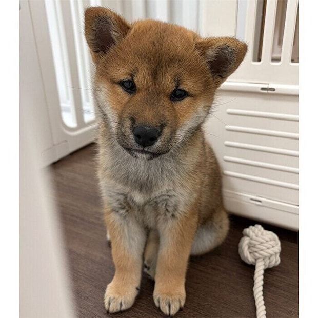生後2カ月のころのみりんちゃん