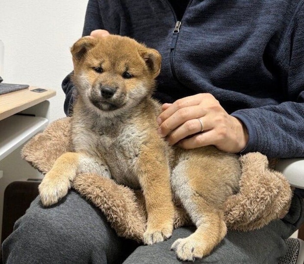 飼い主さんの膝に乗るみりんちゃん