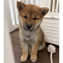 お迎え当初は不安げだった柴犬の子犬→生後6カ月の今、笑顔でお腹を見せる甘え上手なコに！