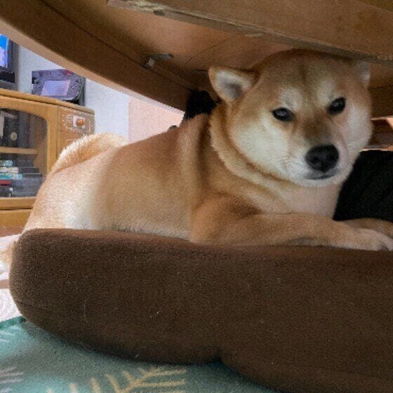 柴 机の下