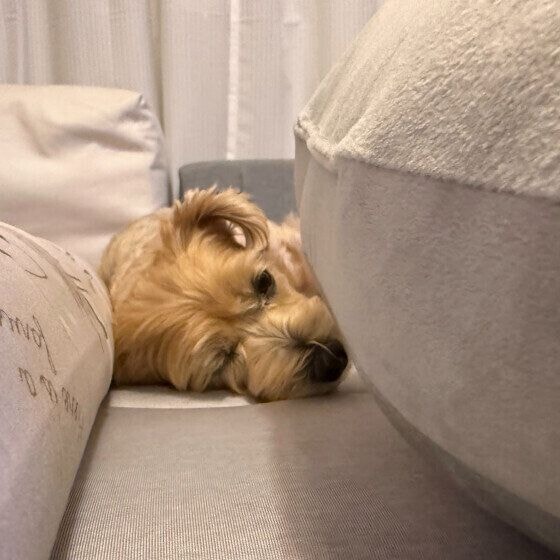 Mix(雑種)小型犬 犬が落ちてました