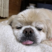 愛犬の介護は何才から始まった？　飼い主の体験談と獣医師が伝える備えのポイント