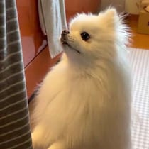 飼い主さんにつかまりながらゴハンを待つ元保護犬のポメラニアン　かわいらしい待ち姿にほっこり