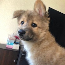 人が近づくと逃げていた保護子犬→4才の今は家族になでられるのが大好きに！　甘えん坊になった姿にほっこり