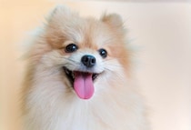 犬と人ではここが違う　皮膚や血液に起こりやすい病気とその特徴