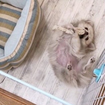 犬は「ひとりぼっち」をどう感じている？　留守番時の対策と注意点を解説