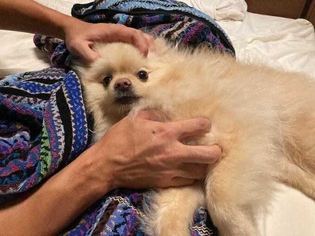 飼い主さんに撫でられているポメラニアン