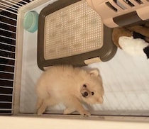 片手で抱えられるほど小さかった生後3カ月のポメラニアン子犬→約4年後、ふわふわな姿と優しい性格が魅力のコに成長！
