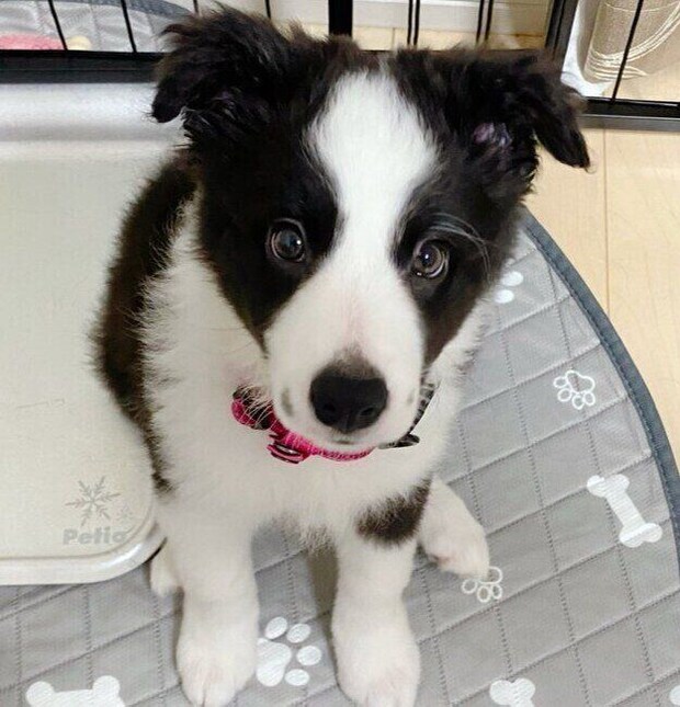家族に迎えて3週間ほど経ったころのななちゃん(撮影時、生後3カ月)。