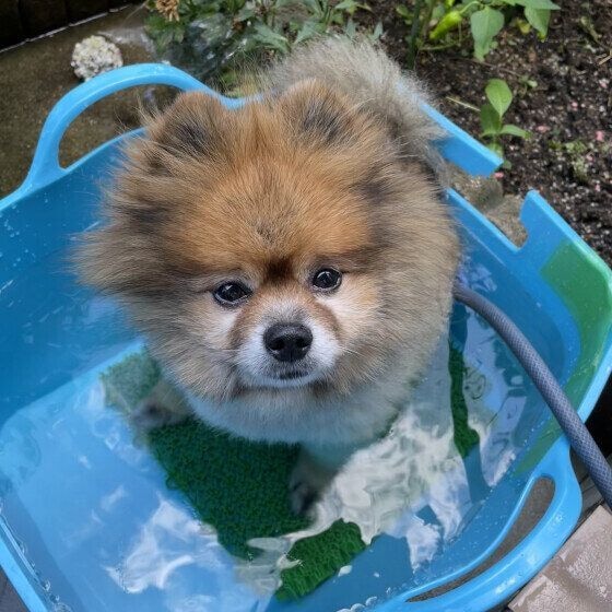 ポメラニアン　行水