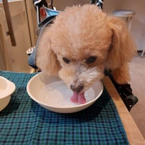 犬が水にじゃれるのはなぜ？　行動に隠れた理由と注意したいポイント
