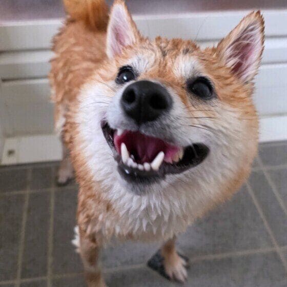 シャンプー後の柴犬