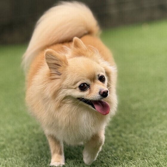 元気に走る小型犬