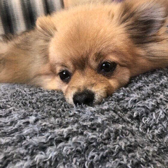 おなかいっぱいの小型犬