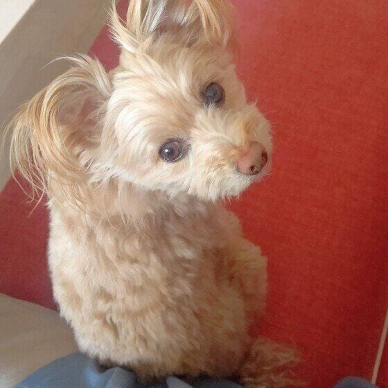 Ｍｉｘ（雑種）小型犬　お尻