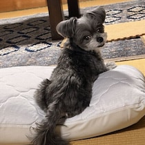 犬がお尻を飼い主にくっつけるのは信頼のサイン？　背中を向けて密着する理由とは