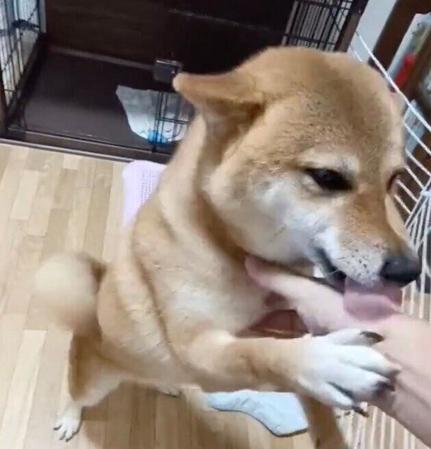 柴犬　ゆずちゃん