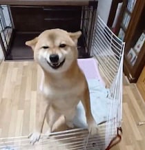飼い主さんの帰宅を熱烈歓迎！　全身で喜びを表現する犬の気持ちを獣医師が解説