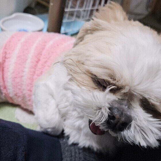 腹巻をするシーズー！