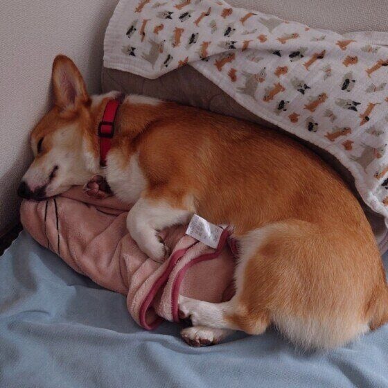 お昼寝をするコーギー