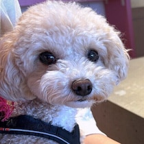 犬の室内の暑さ対策はどうする？　見直したい住環境の注意点