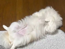 飼い主さんの前ですぐに“コテン”　おなかを見せる犬の心理を獣医師が解説