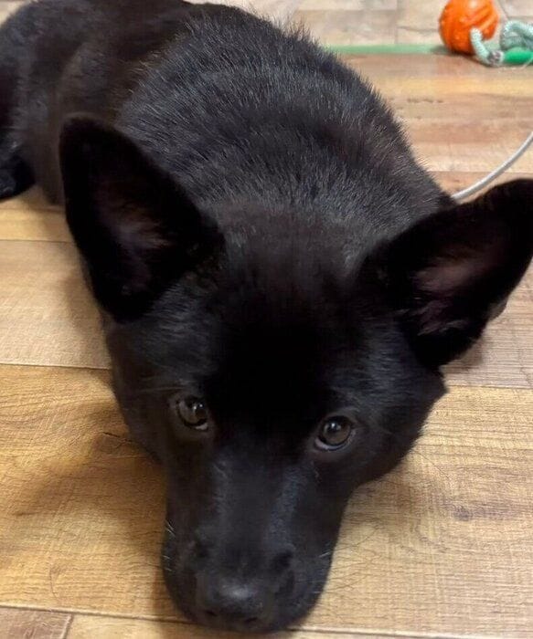 上目遣いで見つめるくろだちゃん