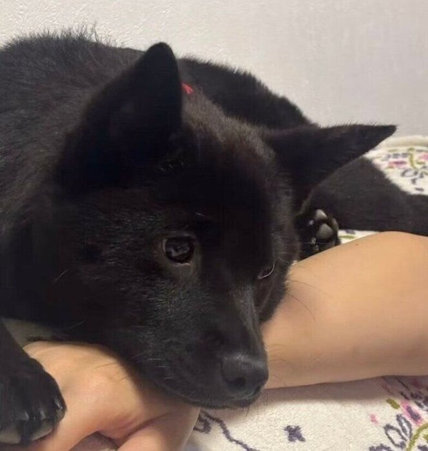 まったりするくろだちゃん