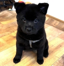 あどけない甲斐犬の子犬→生後5カ月の今、立ち耳の凛々しい姿に成長中！