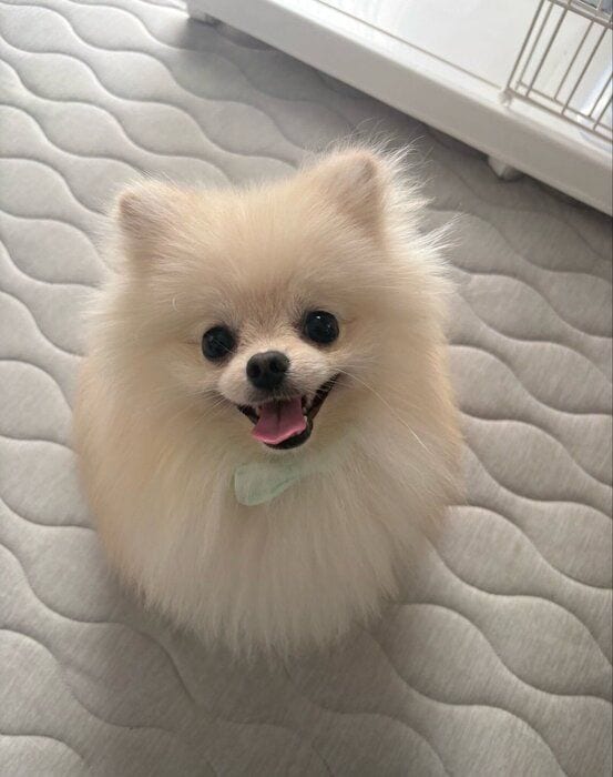 笑顔のポメラニアン