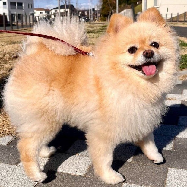 散歩の途中で飼い主さんに名前を呼ばれて振り向いた笑顔の颯太くん