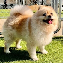 走るよりクン活に夢中！　ドッグランを“ラン”せず楽しむ犬の理由を獣医師が解説