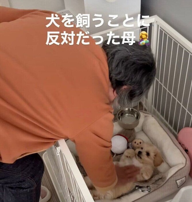 飼い主さんの母を見つめるぽてちゃん