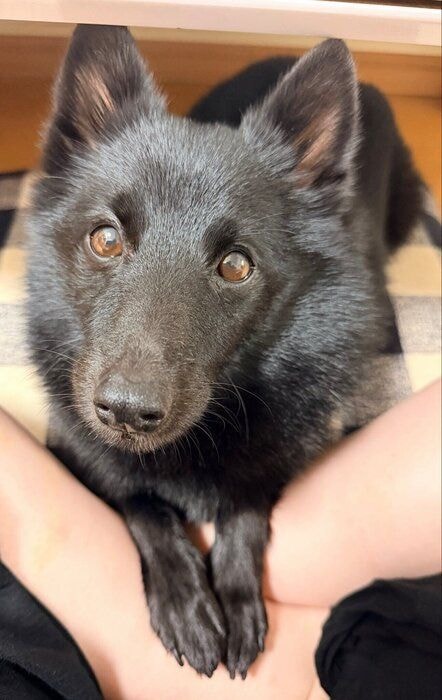 お化粧中の飼い主さんを見つめるごまめくん 1.4万件も表示され話題に（2026年7月15日時点）