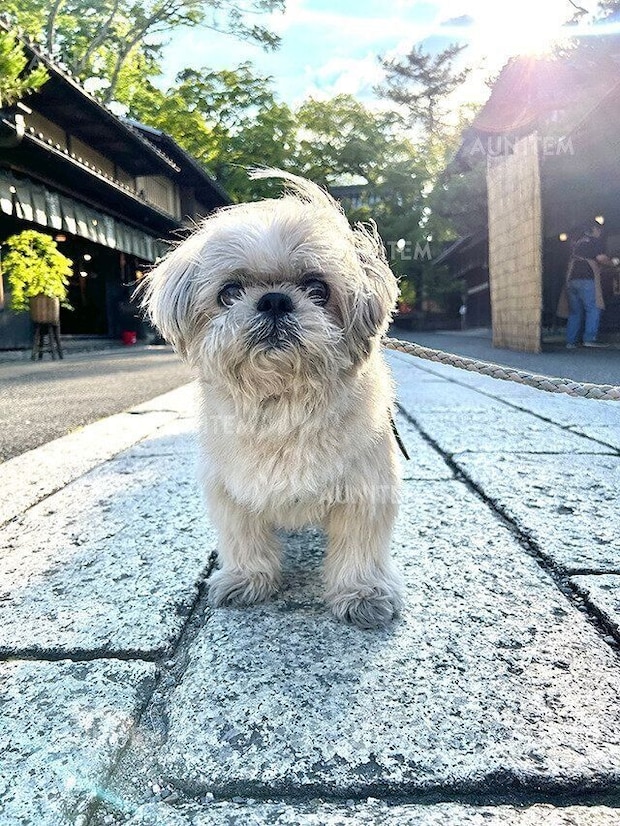 シーズー犬マンガてんぽshihtzu