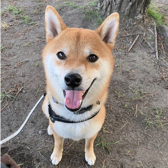 ニコニコ元気な柴犬!