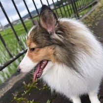 犬が何度もクンクンするのはなぜ？　匂いを嗅ぎ直す理由と見守り方を解説