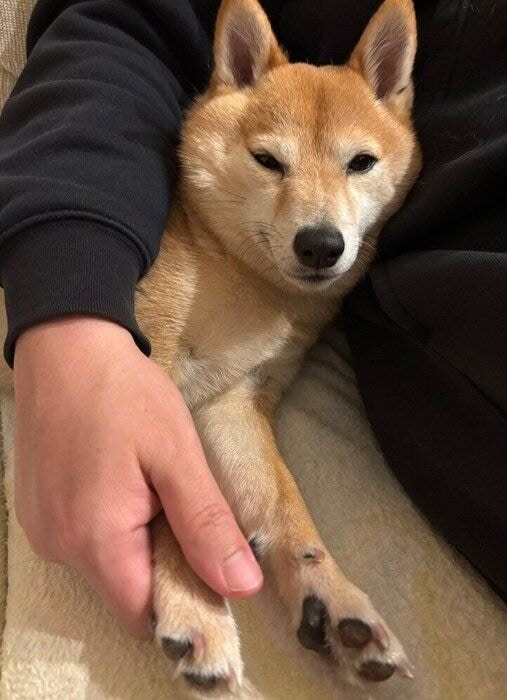 甘えるけんたくん