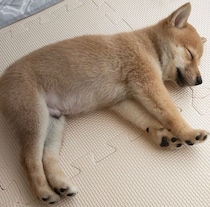 遊び疲れると突然“電池切れ”していた柴犬の子犬→4才の今、新たな縁を運ぶ大切な家族に
