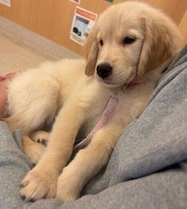 片腕で抱っこできるほど小さかった生後5カ月の子犬→1才になりぐんと成長！　「大きな体に優しい心が詰まっている」