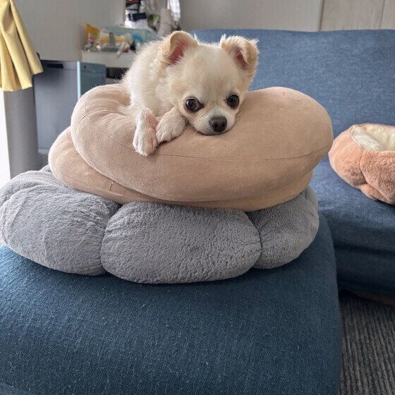 チワワ クッション