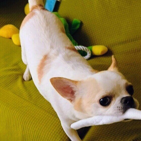 チワワ クッション