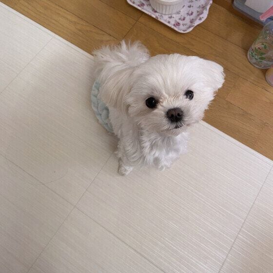 マルチーズ ちょこん