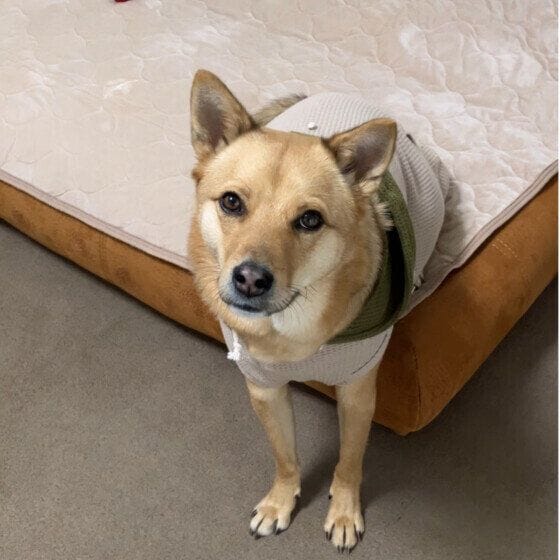 Mix(雑種)中型犬 好きなポジション