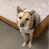 犬が飼い主さんの席を取るのはなぜ？座っていた場所に乗る理由
