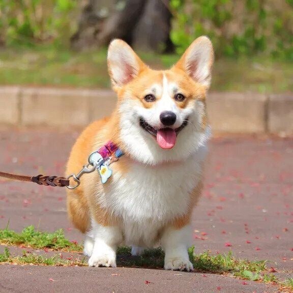 別の日 散歩中のりくくん ニコニコしていてかわいすぎる