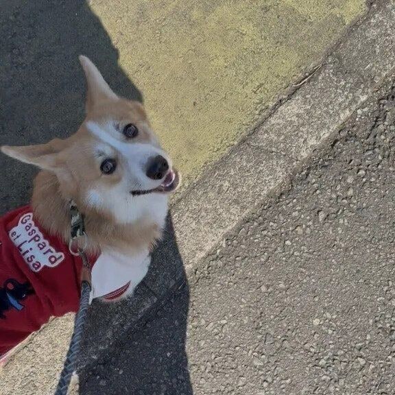 散歩中に目が合って声かけすると、りくくんはうれしそうに歩いてまたチラッと見上げてくるのだとか