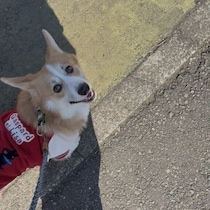 ニコニコ笑顔がたまらない！　散歩中に何度も見上げてくる犬の気持ちを獣医師が解説