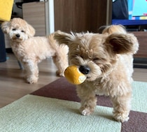 兄弟犬が新しいボールを取り合い→勝者の兄犬が見せた「絶対に離したくない」表情にほっこり！
